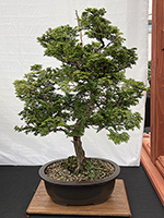 Hinoki Cypress